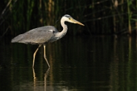 Ardea cinerea (Airone cenerino)